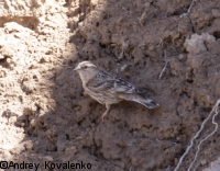 �������� �������